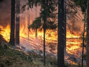 Oregon Teenager Must Pay $36.6 Million After Starting Forest Fire